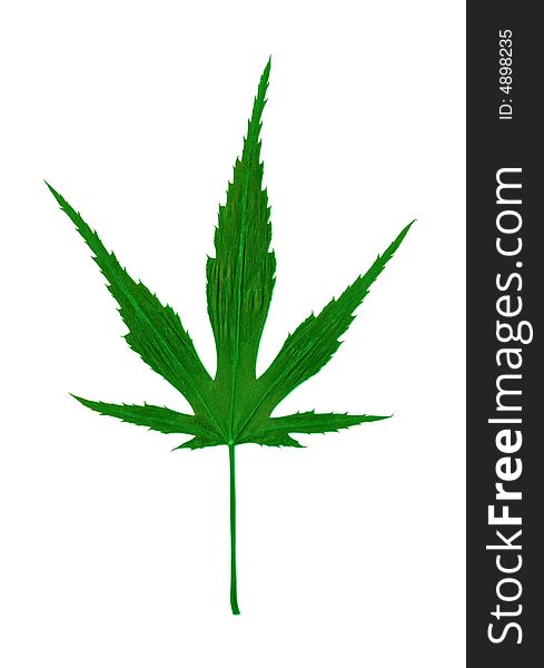 Cannabis sativa - leaf of marijuana drug. Cannabis sativa - leaf of marijuana drug