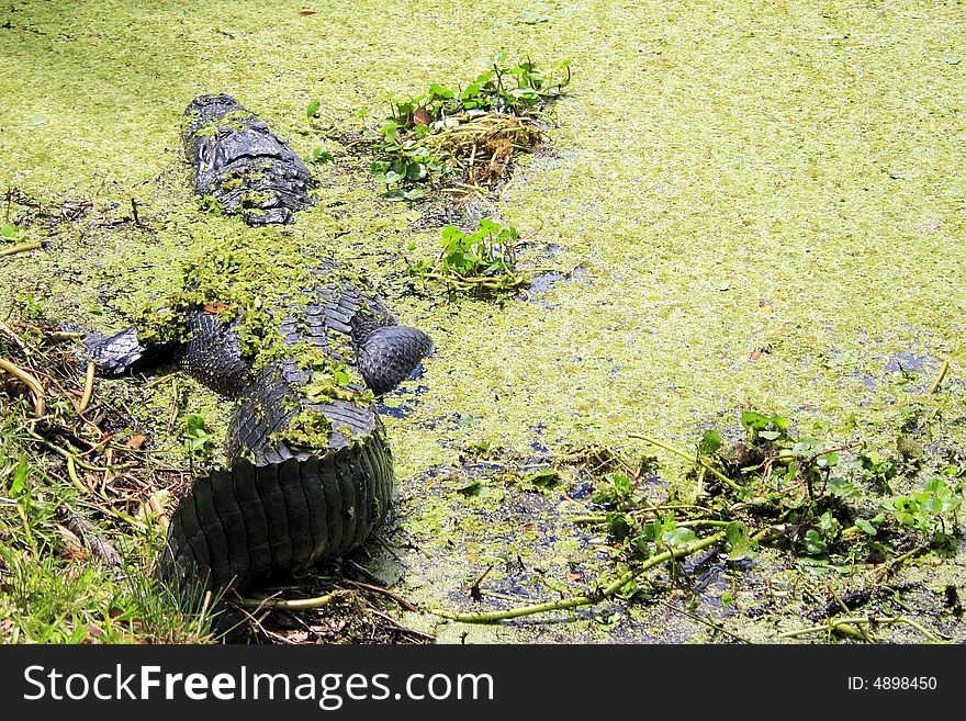 Alligator resting on bank of river