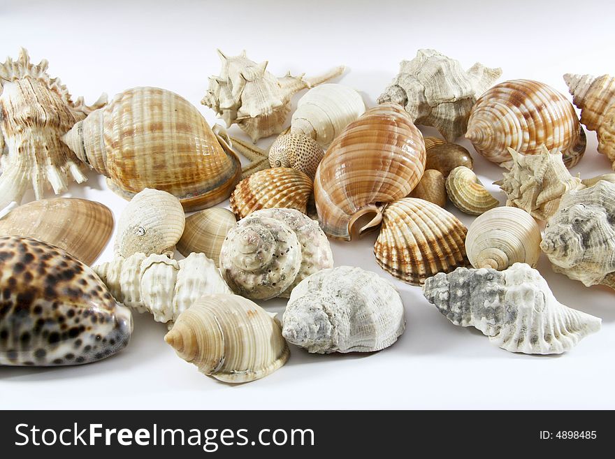 Some shell on a background. Some shell on a background