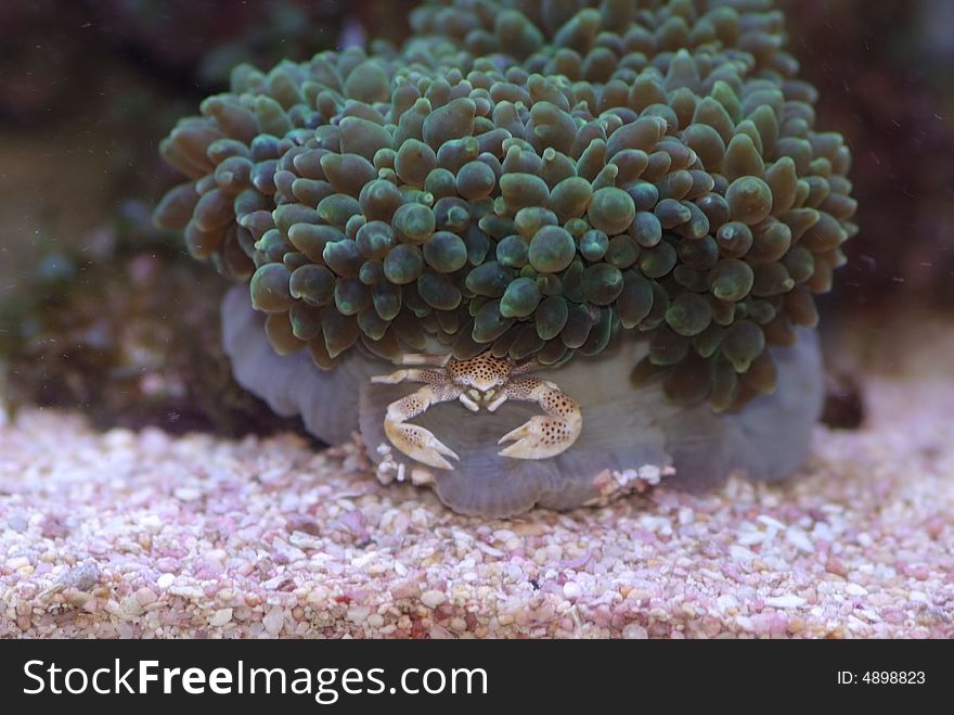 Bulb anemone with it's host anemone crab. Bulb anemone with it's host anemone crab