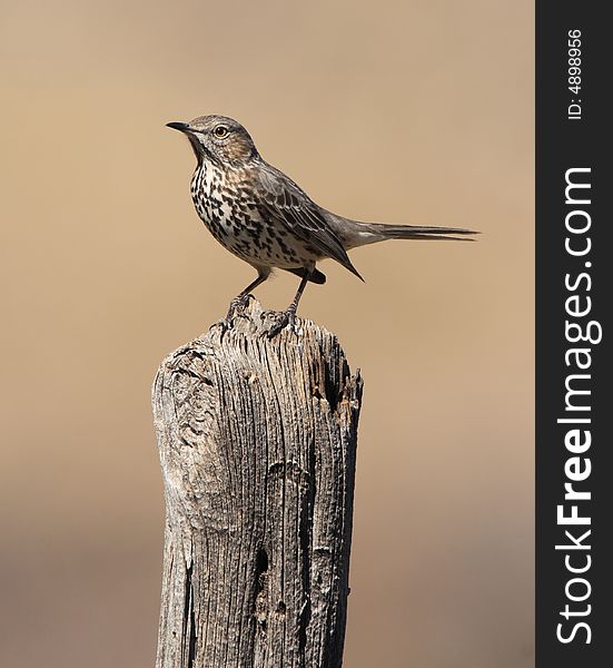 Sage Thrasher at Guadalupe Mountains National Park