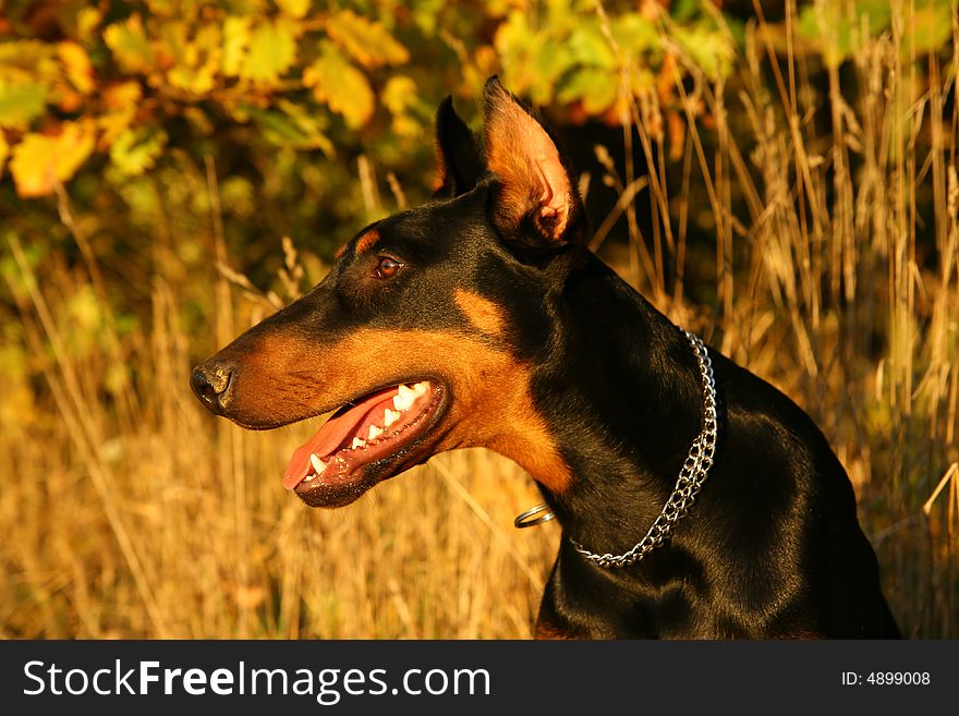 Doberman watching to the right. Doberman watching to the right