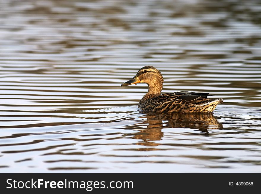 Female Mallard duck in water