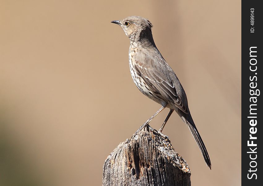 Sage Thrasher at Guadalupe Mountains National Park