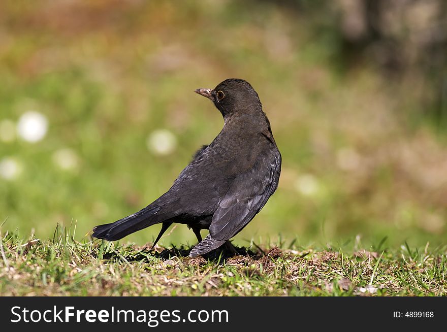 Blackbird standing on a ground