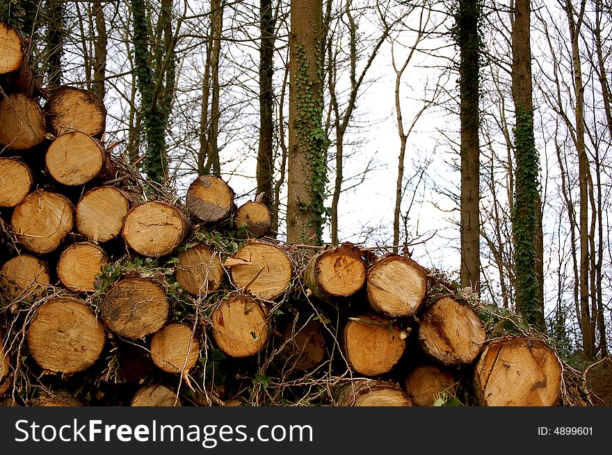 A pile of logs stacked on top of each other in a forest. A pile of logs stacked on top of each other in a forest