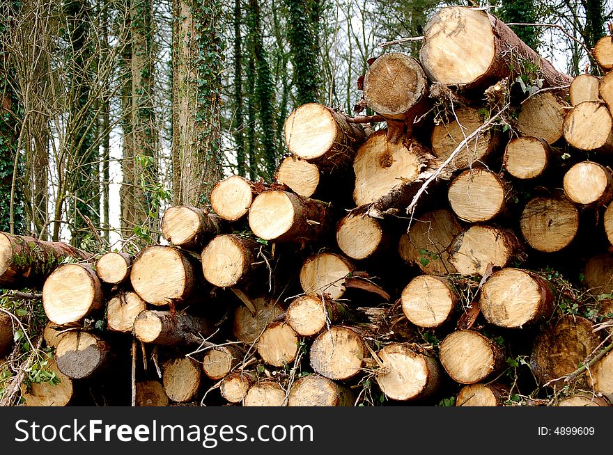 A pile of logs stacked on top of each other in a forest. A pile of logs stacked on top of each other in a forest