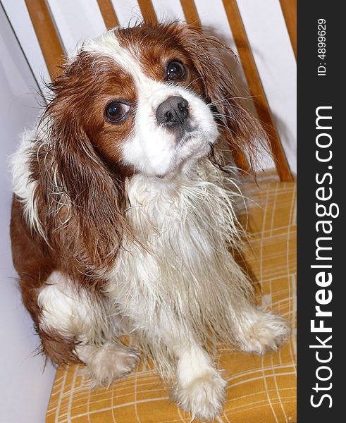 Cavalier king charles spaniel sitting on chair