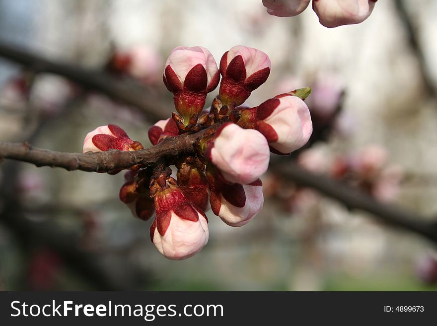 Apricot Button Blossom