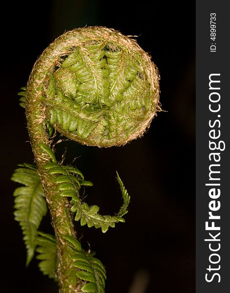 Young fern, awakening for the upcoming spring. Young fern, awakening for the upcoming spring