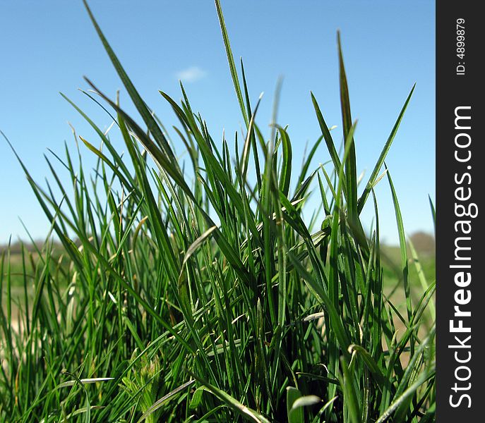 Wild clump of grass giving a natural look