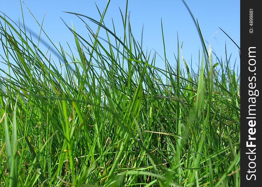 Grass and sky giving a natural background