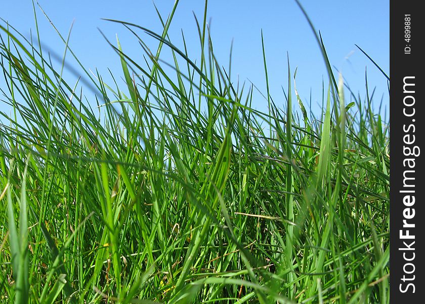 Grass And Sky