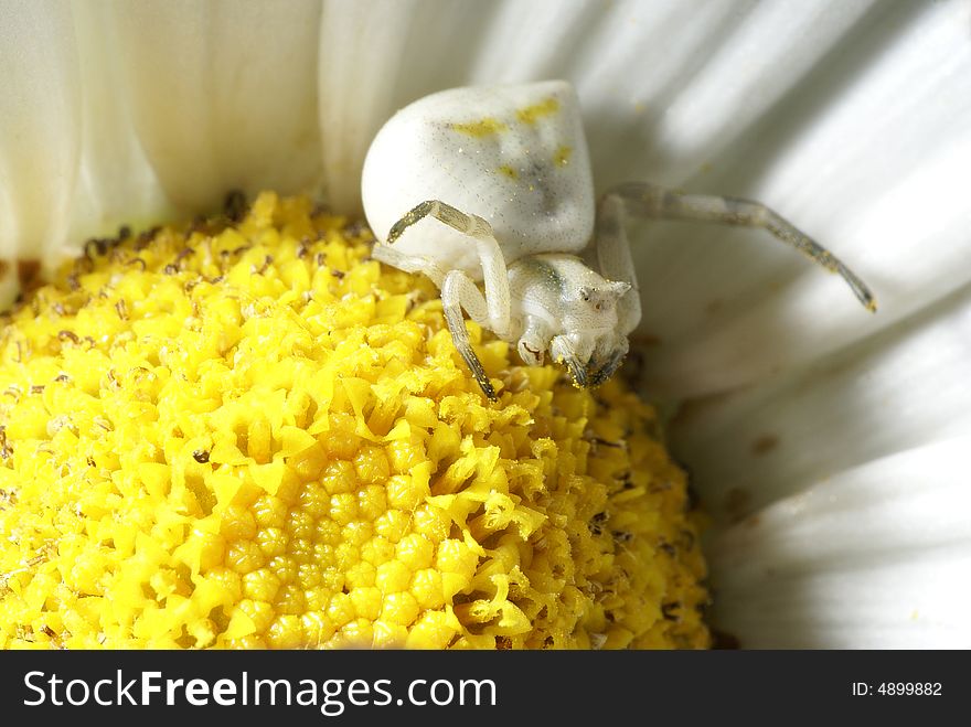 Spider in a flower center