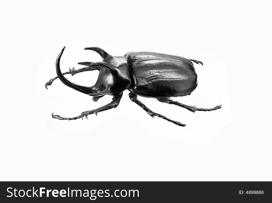 Silver Beetle