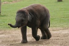 Young Elephant Walking Royalty Free Stock Images