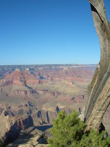 Tree At Grand Canyon Royalty Free Stock Photo Tree At Grand Canyon Royalty Free Stock Photo