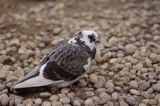 Pigeon Royalty Free Stock Photography Pigeon Royalty Free Stock Photography