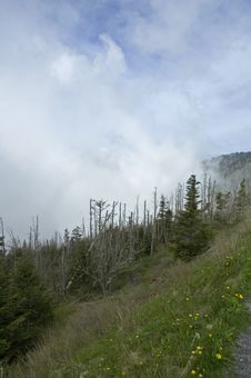 Dead Fraser Firs, Great Smokey Mountains Stock Photos Dead Fraser Firs, Great Smokey Mountains Stock Photos