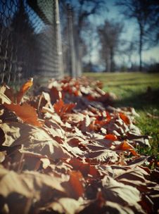 Fallen Leaves Stock Photo Fallen Leaves Stock Photo