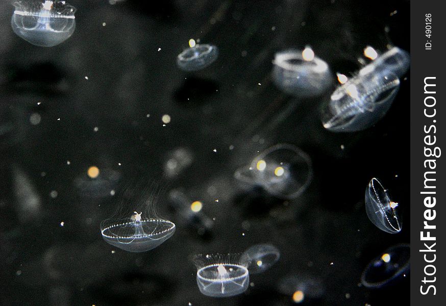Translucent tiny toxic jellyfish propel themselves by cupping the water. Translucent tiny toxic jellyfish propel themselves by cupping the water