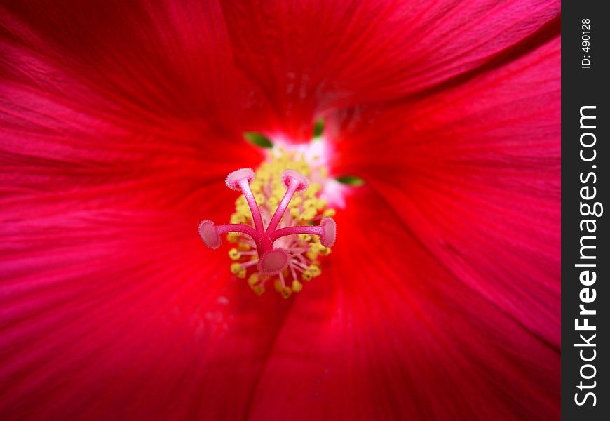 Giant 12 inches in diameter the Disco Bell hibiscus is mesmerizing. Blooms open only once in the early morning and then dies by nightfall. An absolute favorite of hummingbirds. Giant 12 inches in diameter the Disco Bell hibiscus is mesmerizing. Blooms open only once in the early morning and then dies by nightfall. An absolute favorite of hummingbirds.