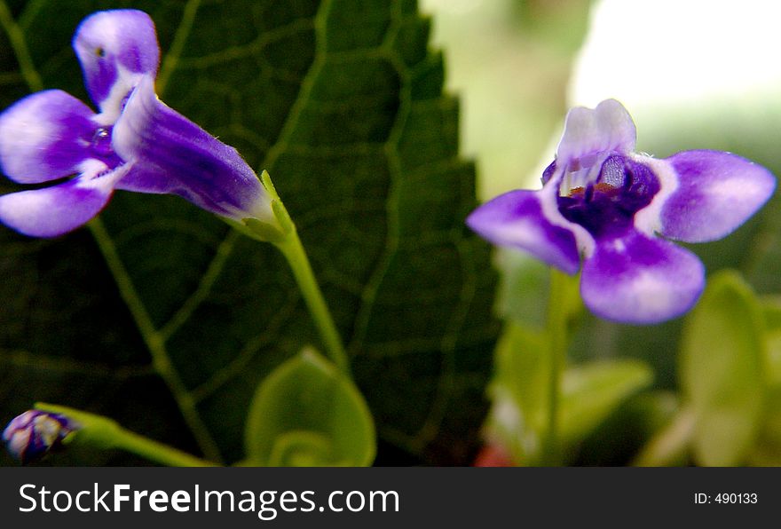 Tiny violet flute- shaped flowers frequented by hummingbirds and bees. Tiny violet flute- shaped flowers frequented by hummingbirds and bees