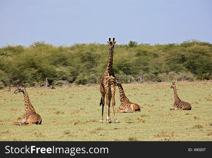 Animals 005 giraffe. Tanzania Manyara Lake