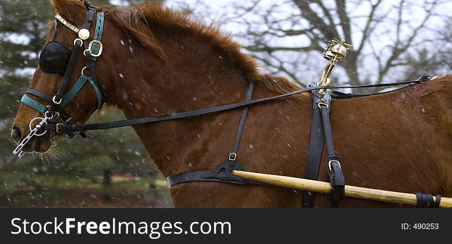 Chestnut horse in harness in the snow - tight long crop. Chestnut horse in harness in the snow - tight long crop