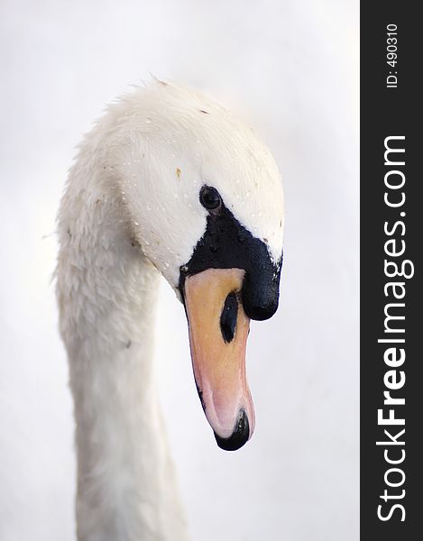 Headshot of a white swan