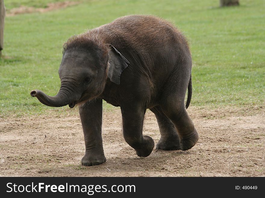 Young Elephant Walking