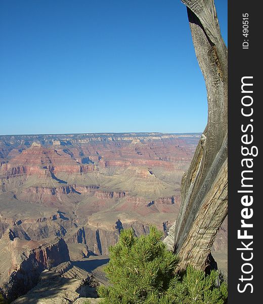 Dead Desert Tree at Grand Canyon