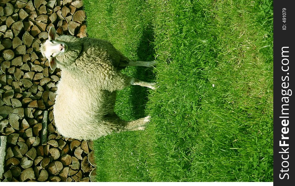 One sheep on a green meadow in front of a stack of wood