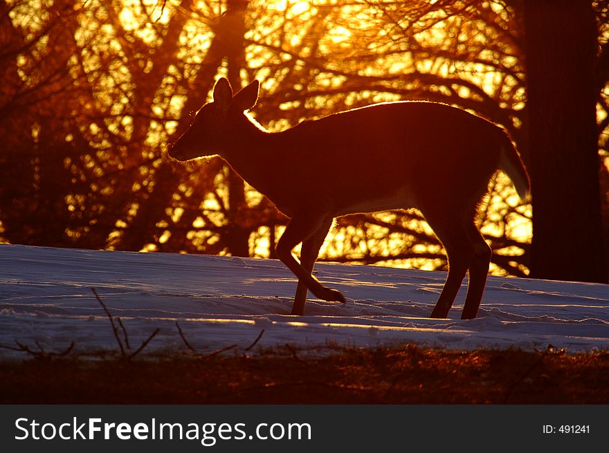 Young deer in morning light