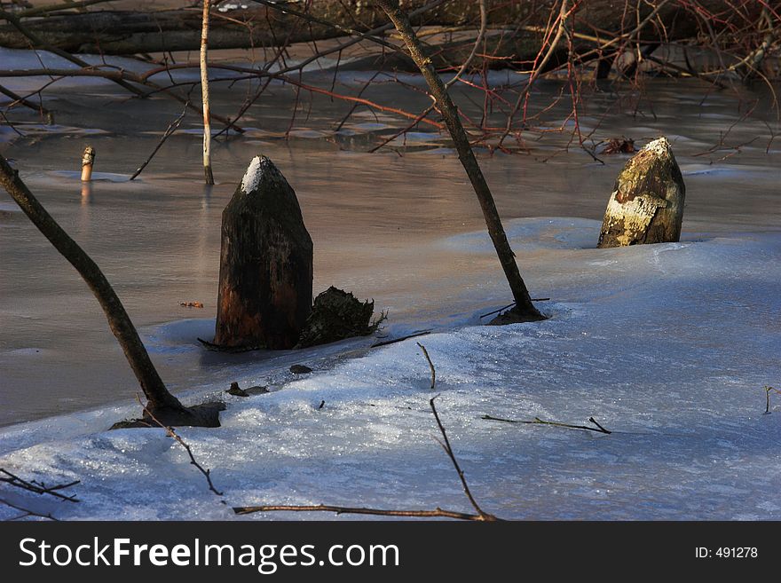 Tree stomps, cut down by a beaver, in icy water. Tree stomps, cut down by a beaver, in icy water