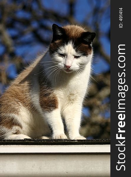 Drowsy shorthaired mixed breed cat (half Siamese) sitting on rooftop in bright morning sun, blue sky, branches in background. Drowsy shorthaired mixed breed cat (half Siamese) sitting on rooftop in bright morning sun, blue sky, branches in background.