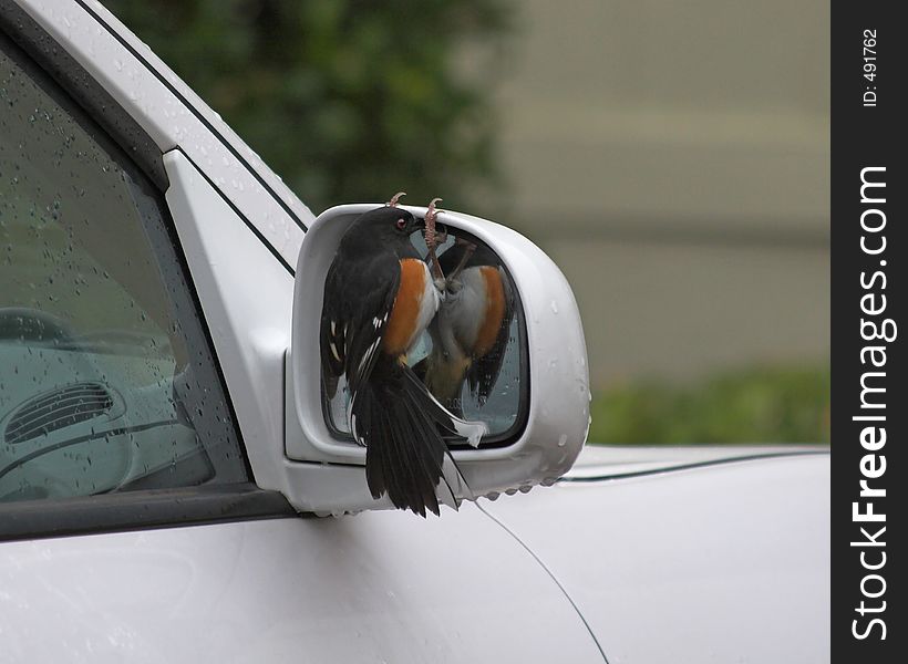 Bird is flying from mirror to mirror and vehicle to vehicle looking into mirror at self. Bird is flying from mirror to mirror and vehicle to vehicle looking into mirror at self
