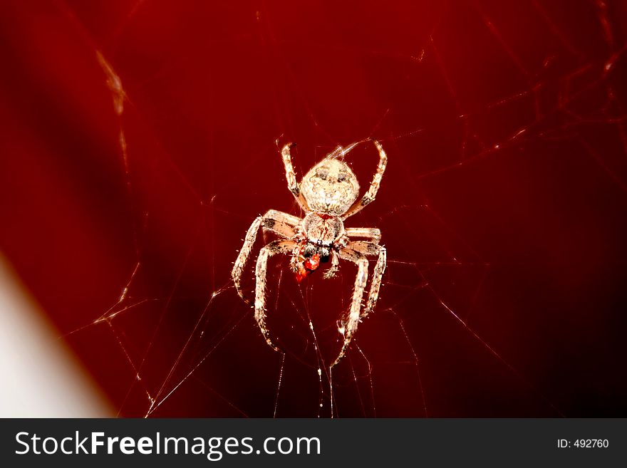 Digital photo of a spider.