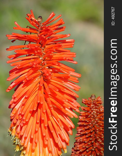 A beautiful range of orange colours in a flower. A beautiful range of orange colours in a flower