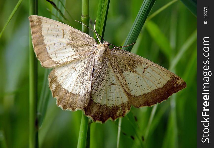 Butterfly Angerona Prunaria, Families Geommetridae.