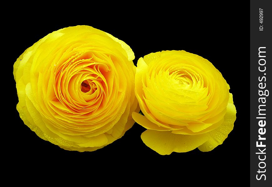 Yellow Roses