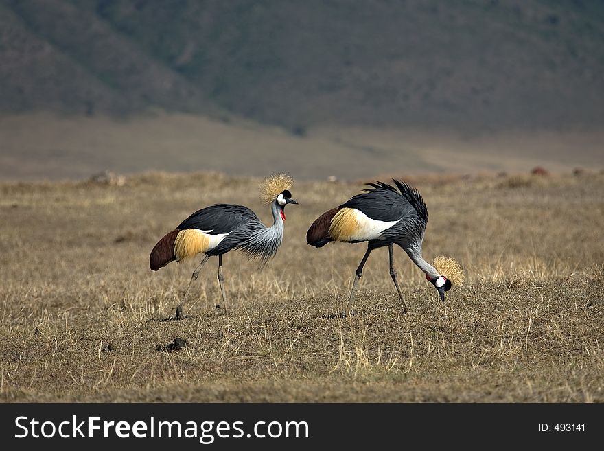 Animals 066 grey crowned crane couple