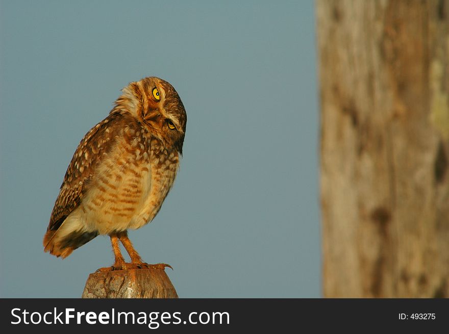 What A Speotyto Cunicularia (Molina, 1782), Burrowing Owl
