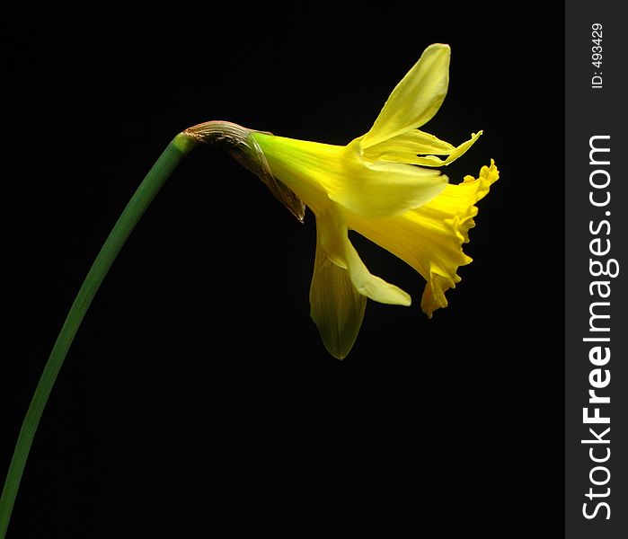 Yellow daffodil shot from side isolated on black. Yellow daffodil shot from side isolated on black