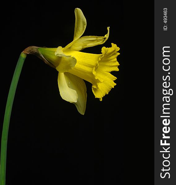 Daffodil isolated on black
