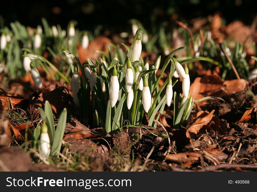 Close up of snowdrops flower