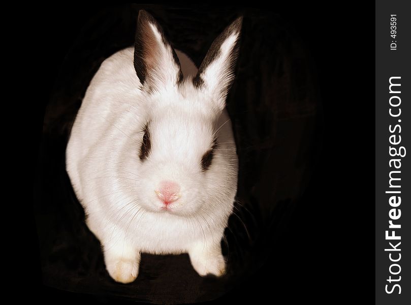 White Rabbit Alice style