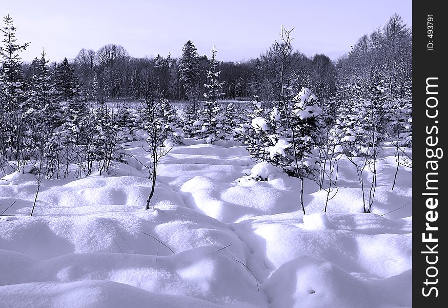 Winter landscape with some small plants