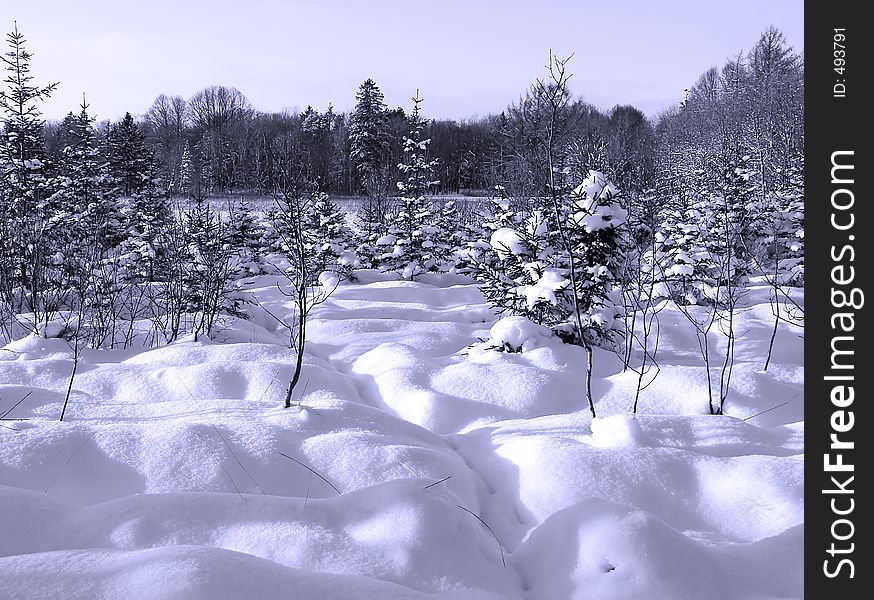 Winter Landscape