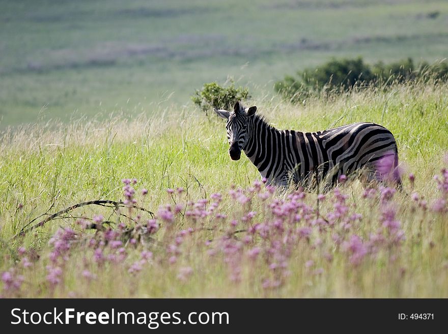 Zebra with flowers in front